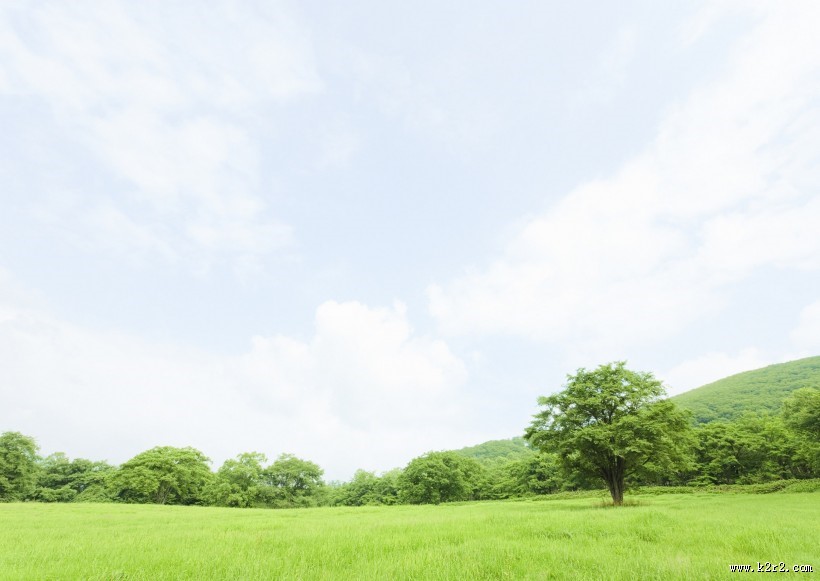 草地与大树的图片