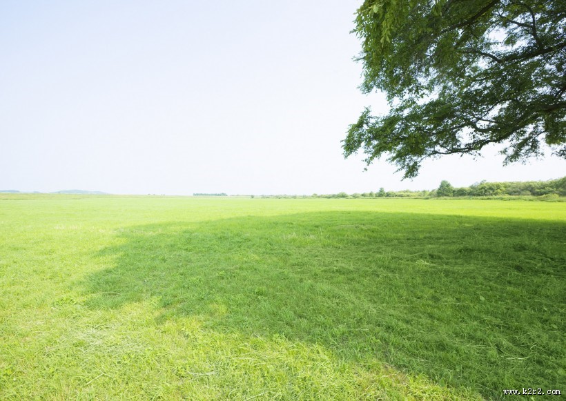 草地与大树的图片