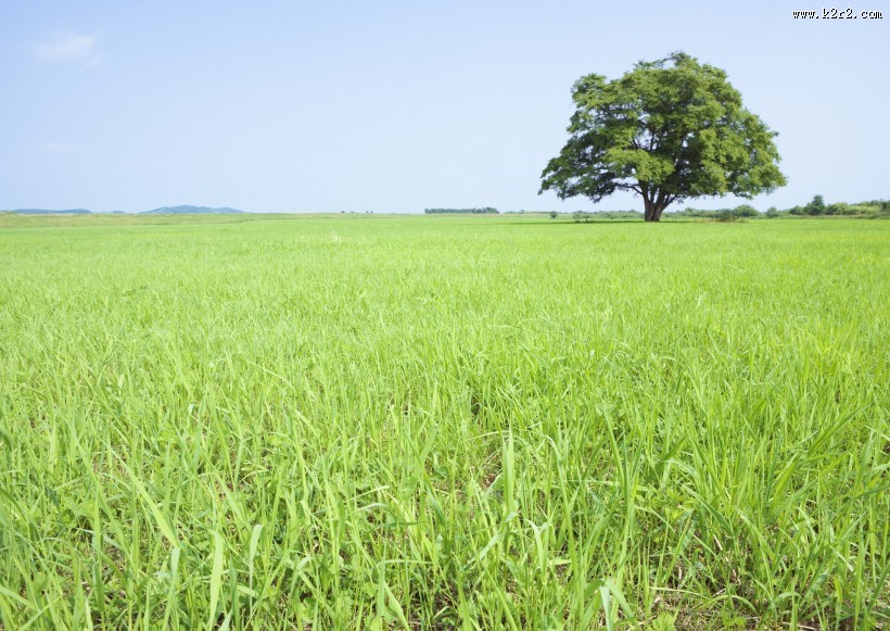 草地与大树的图片