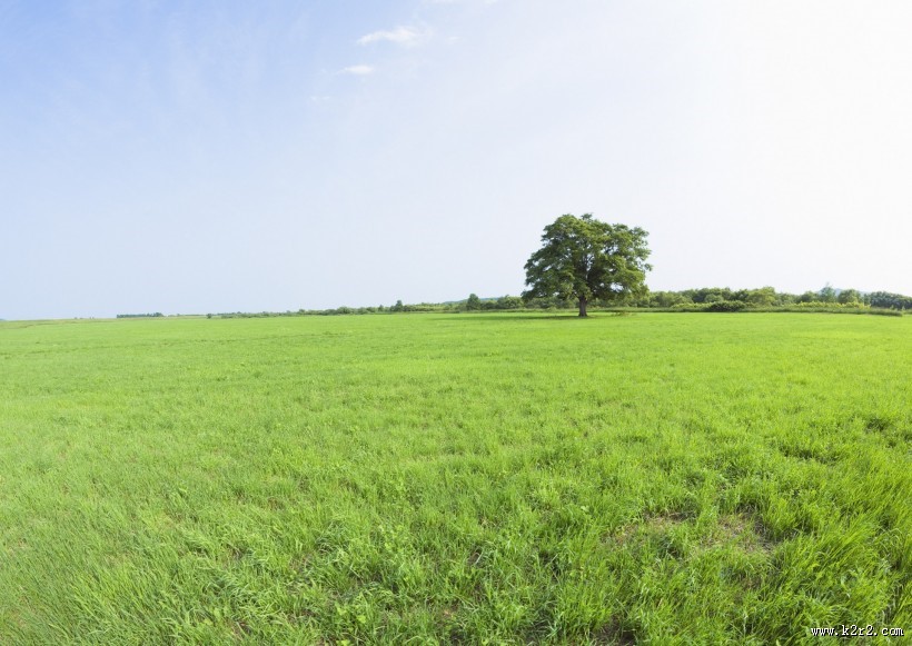草地与大树的图片