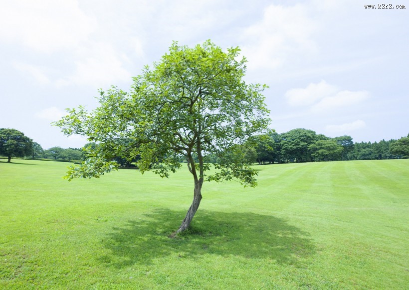 草地与大树的图片