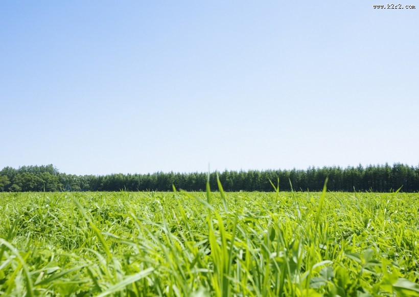 晴朗的天空和草地图片大全