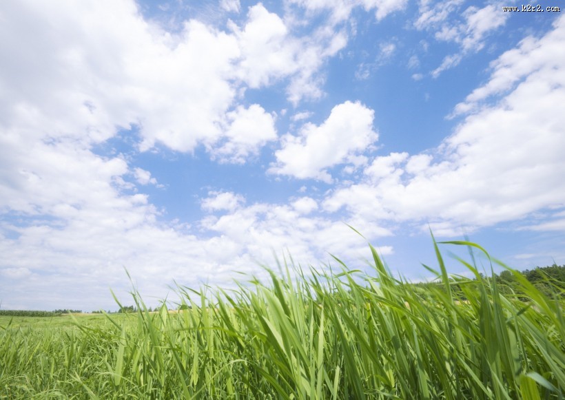 晴朗的天空和草地图片大全