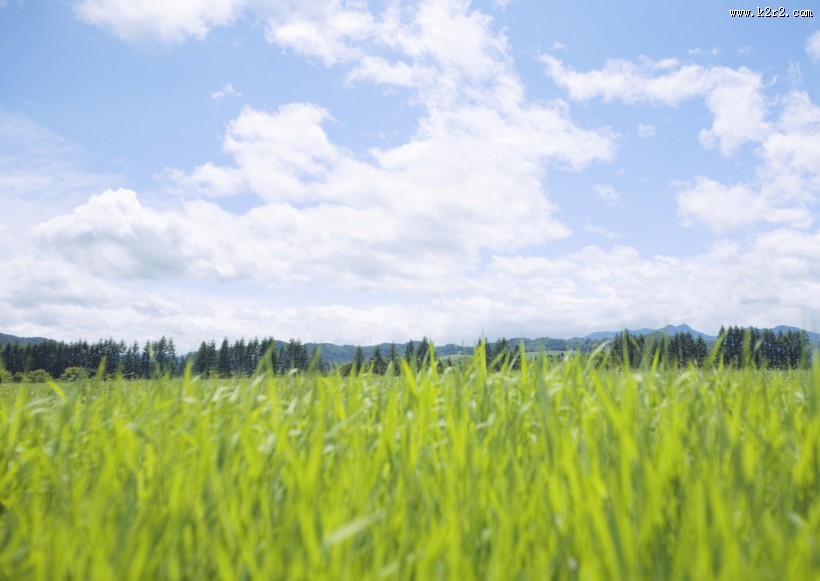 晴朗的天空和草地图片大全