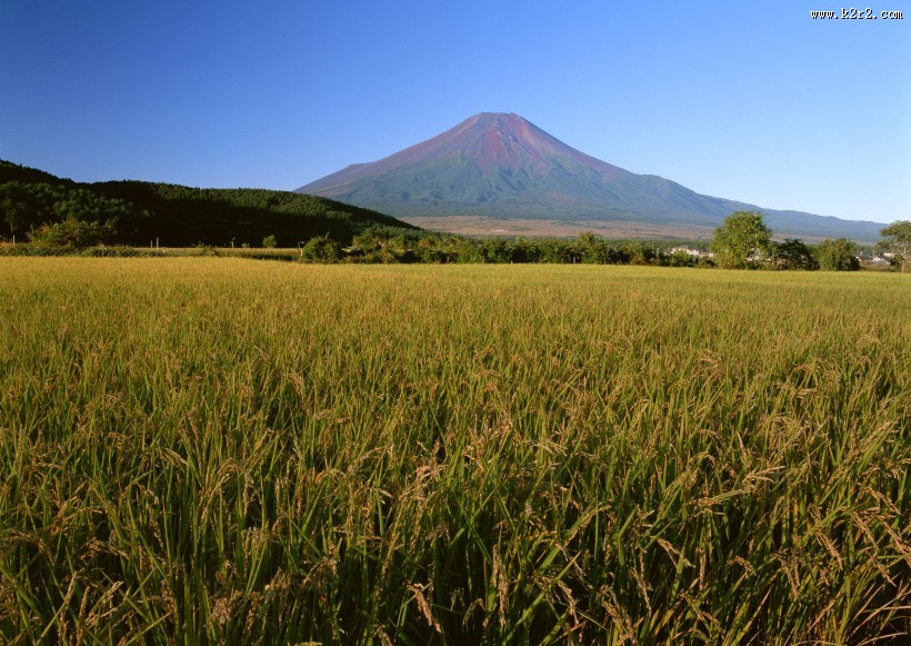 水稻稻田图片大全