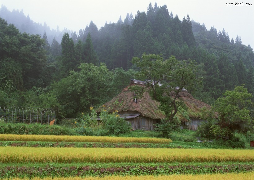 水稻稻田图片大全