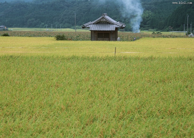 水稻稻田图片大全