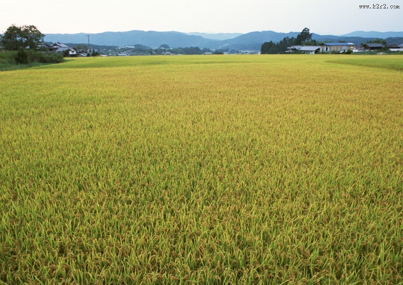 水稻稻田图片大全