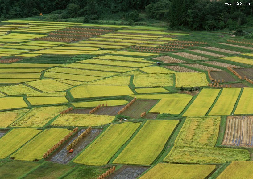 水稻稻田图片大全