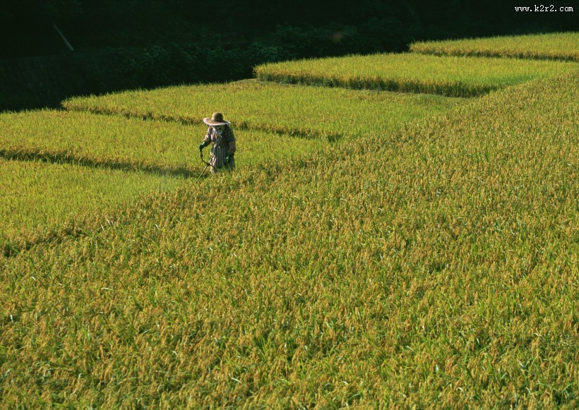 水稻稻田图片大全