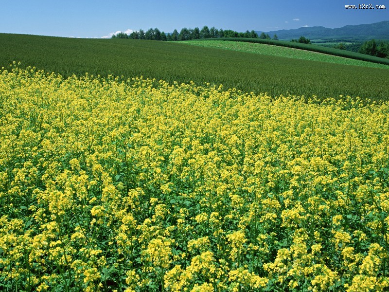 油菜花田图片大全