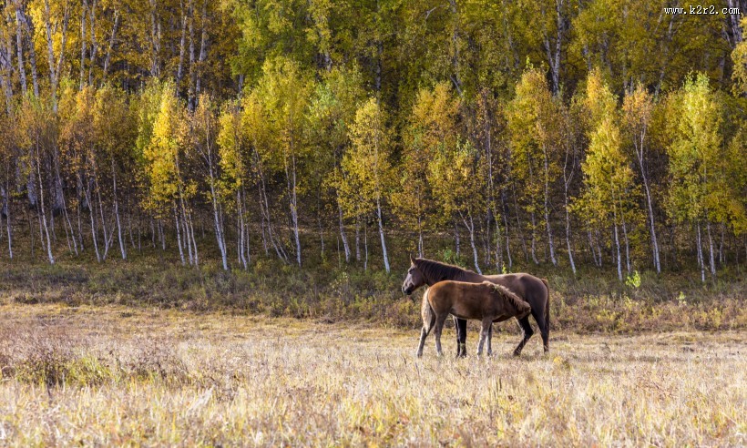乌兰布统草原秋天自然风景图片
