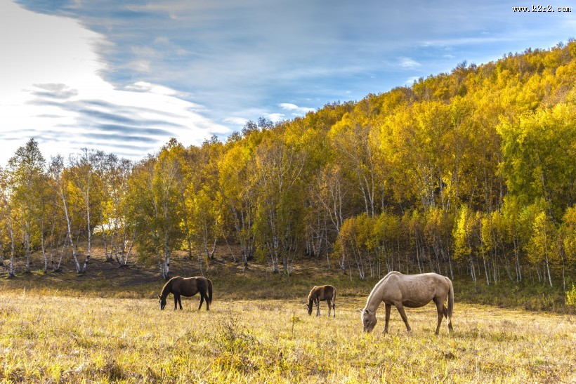 乌兰布统草原秋天自然风景图片