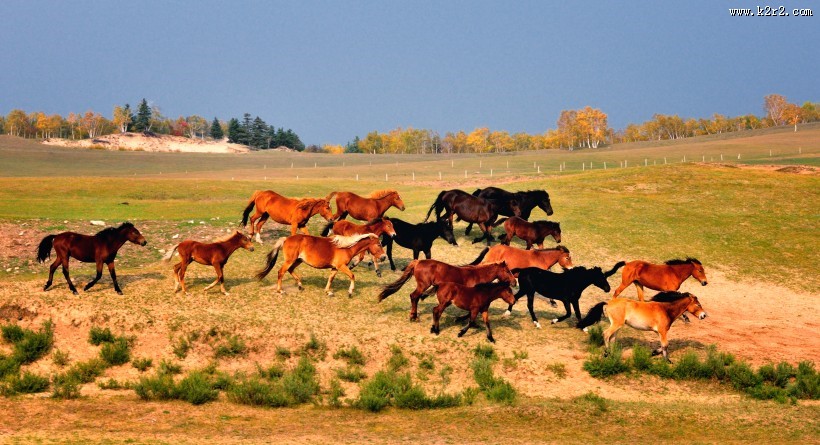 河北张家口坝上唯美秋景图片