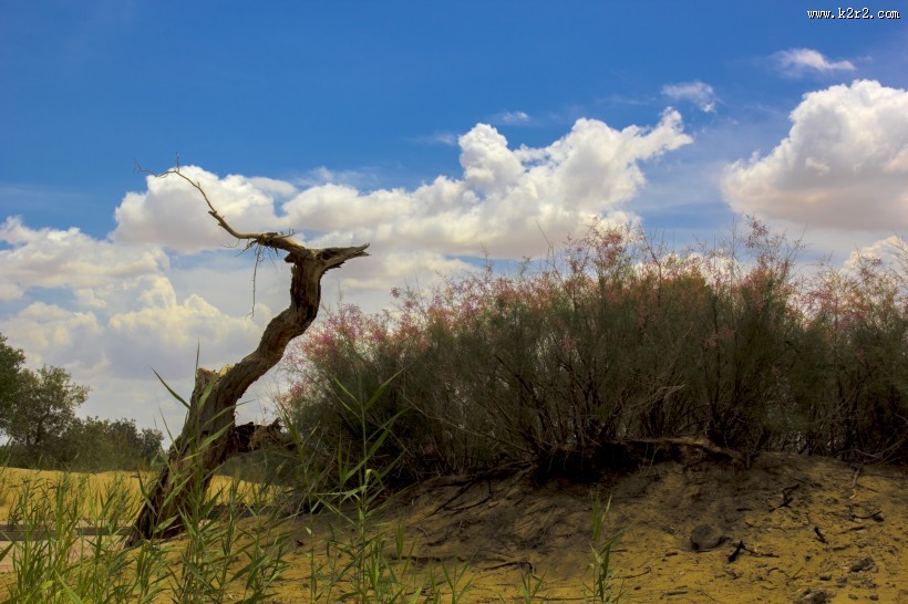 新疆罗布人村寨自然风景图片