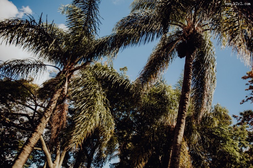 葡萄牙热带植物园的图片大全