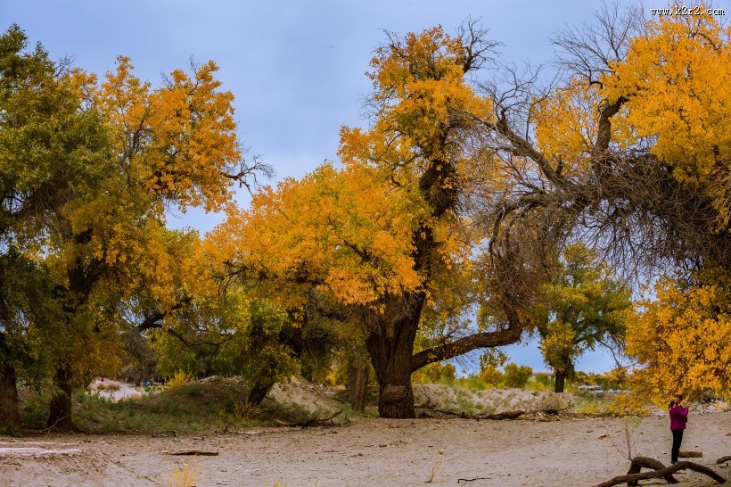 额济纳胡杨林自然风景图片