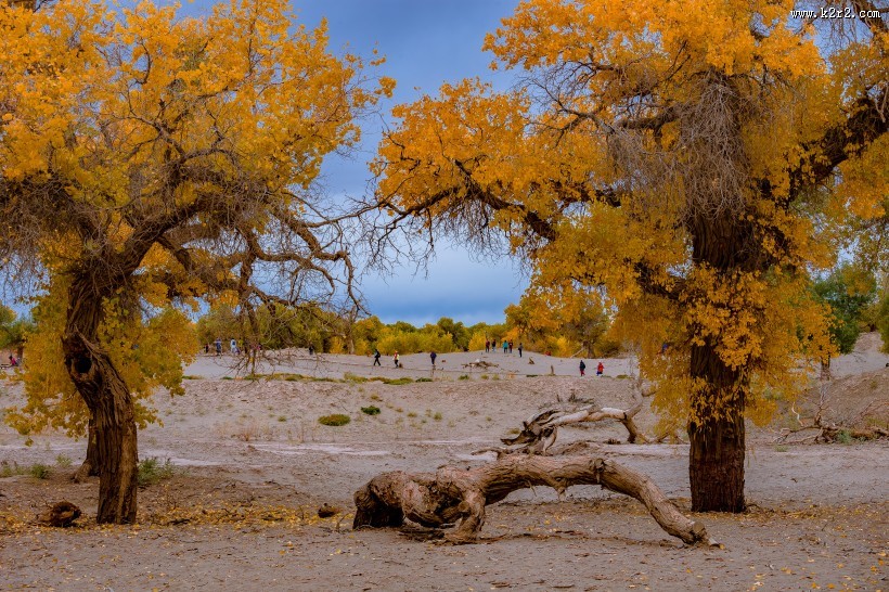 额济纳胡杨林自然风景图片