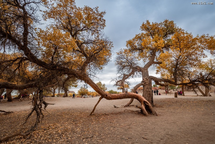 额济纳胡杨林自然风景图片
