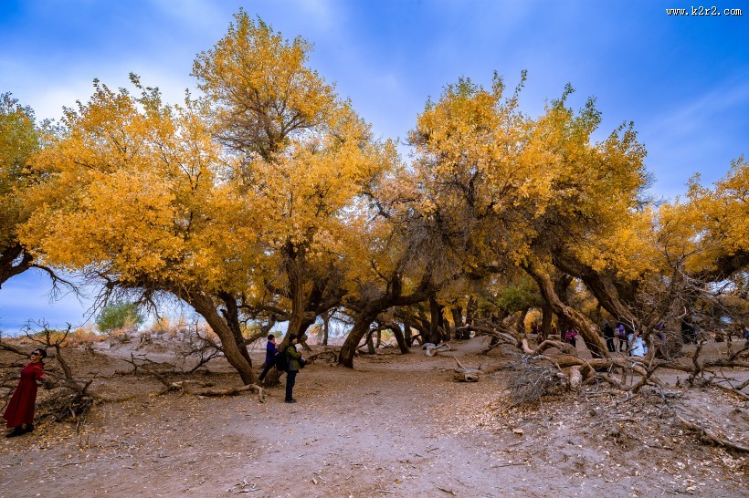 额济纳胡杨林自然风景图片