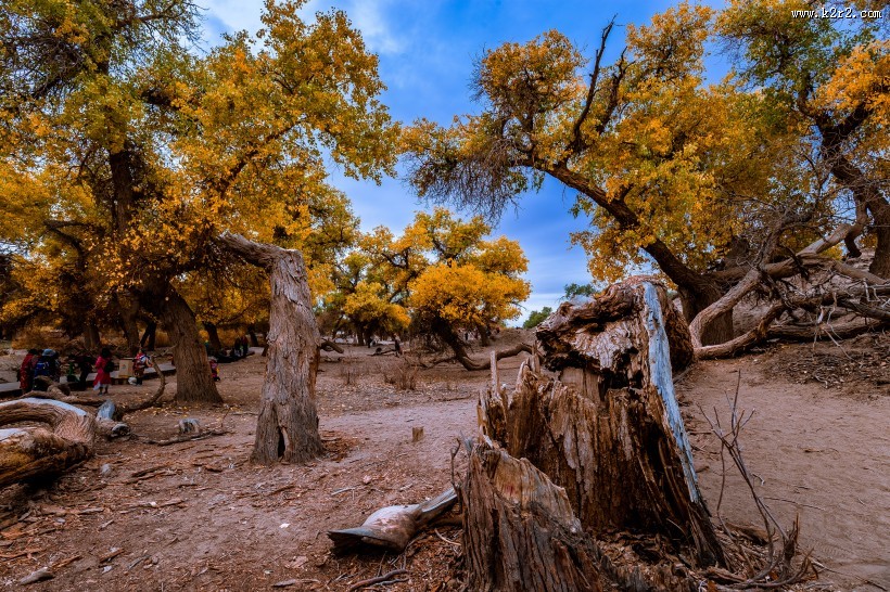 额济纳胡杨林自然风景图片