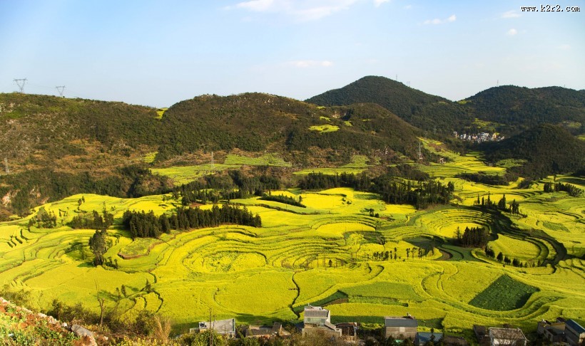 云南罗平油菜花海自然风景图片