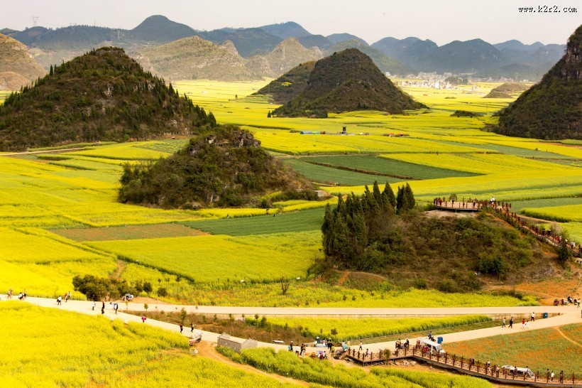 云南罗平油菜花海自然风景图片