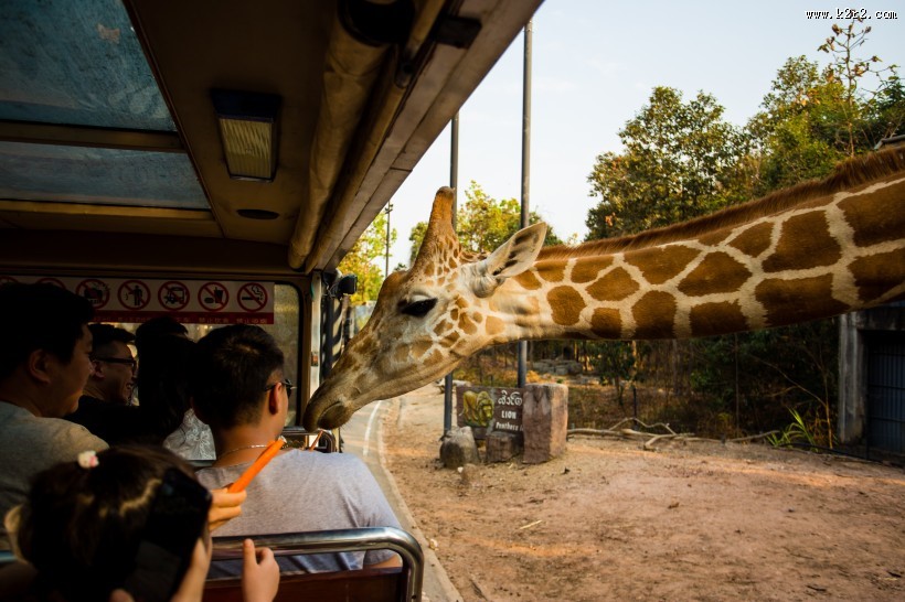 泰国动物园图片大全