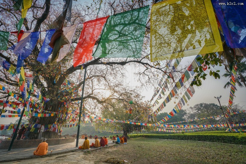 尼泊尔蓝毗尼释迦摩尼诞生地菩提树风景图片
