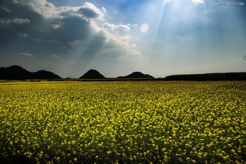 云南罗平油菜花风景图片