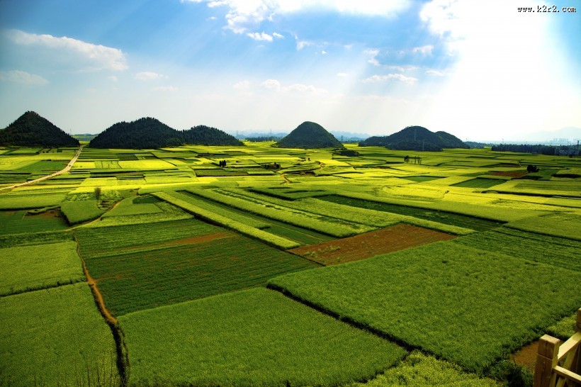 云南罗平油菜花风景图片
