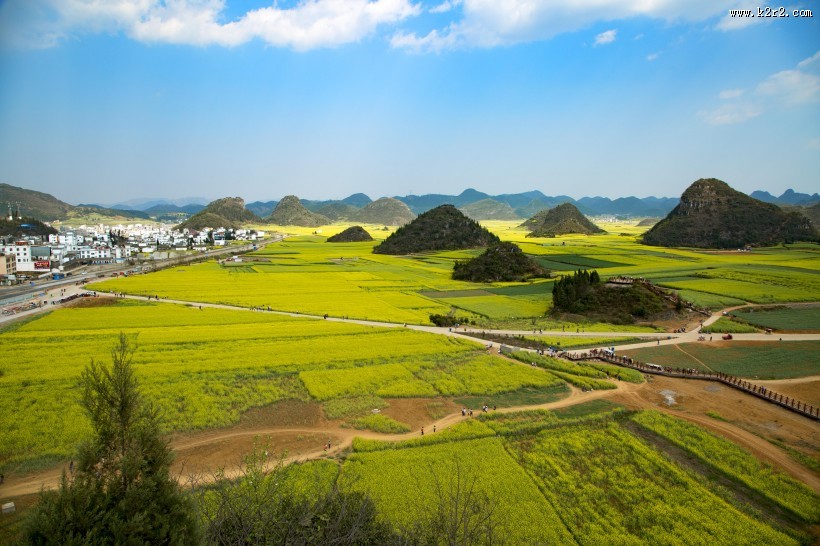 云南罗平油菜花风景图片