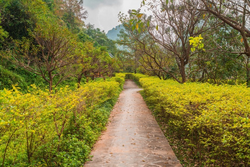 广西德保红枫森林公园风景图片