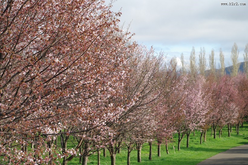 日本前田森林公园的图片大全