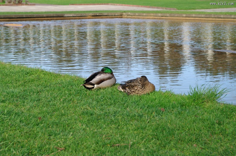 日本前田森林公园的图片大全