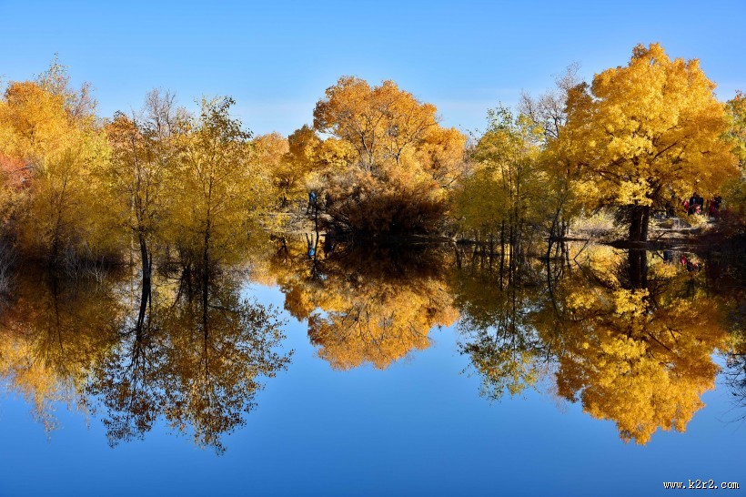 甘肃金塔胡杨林风景图片