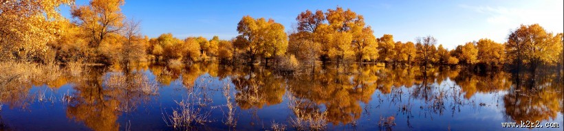 甘肃金塔胡杨林风景图片
