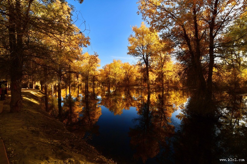 甘肃金塔胡杨林风景图片