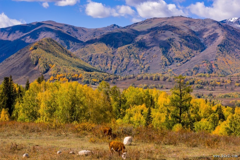 新疆禾木风景图片
