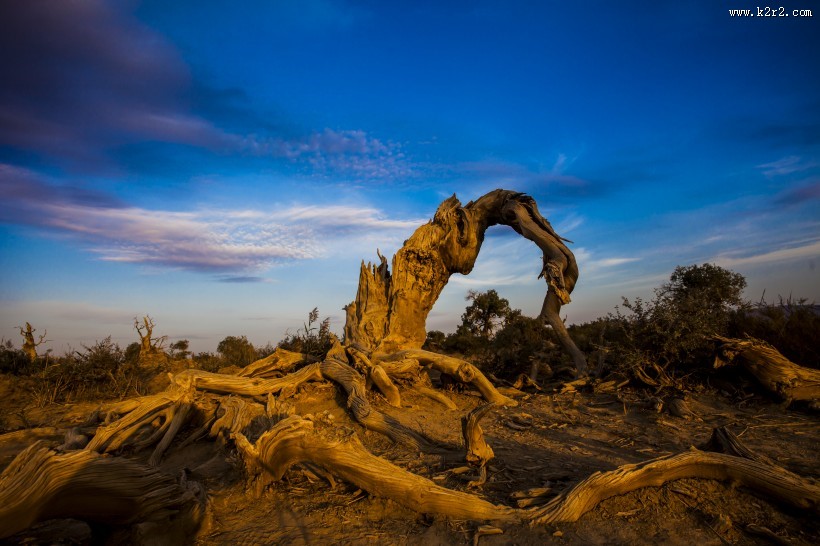 新疆木垒胡杨林风景图片
