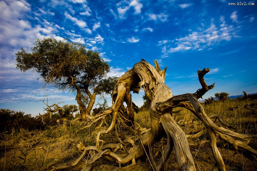 新疆木垒胡杨林风景图片