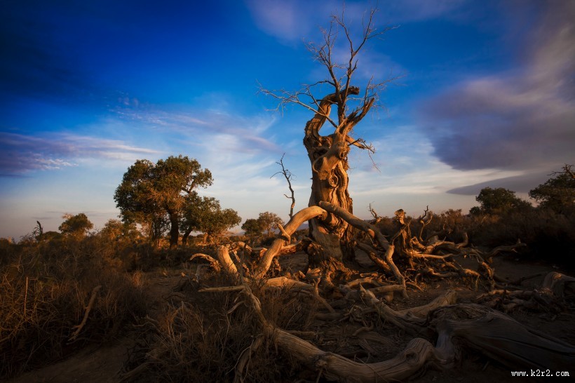 新疆木垒胡杨林风景图片