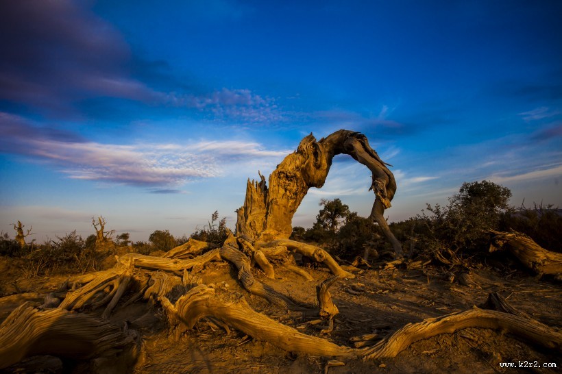 新疆木垒胡杨林风景图片大全