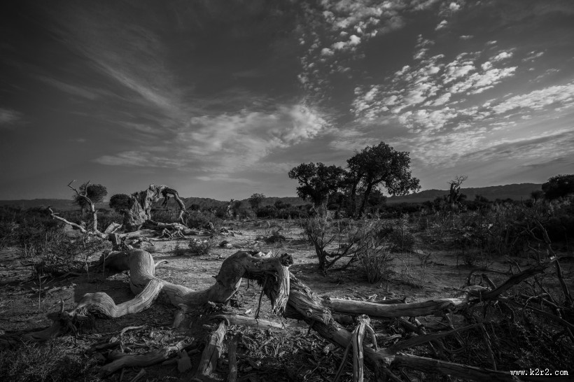 新疆木垒胡杨林风景图片大全