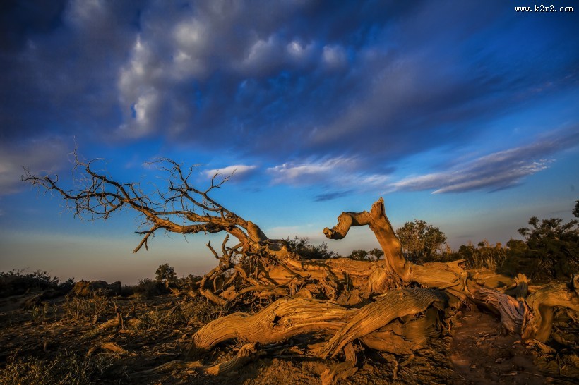 新疆木垒胡杨林风景图片大全
