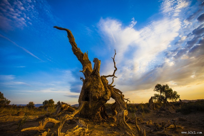 新疆木垒胡杨林风景图片大全