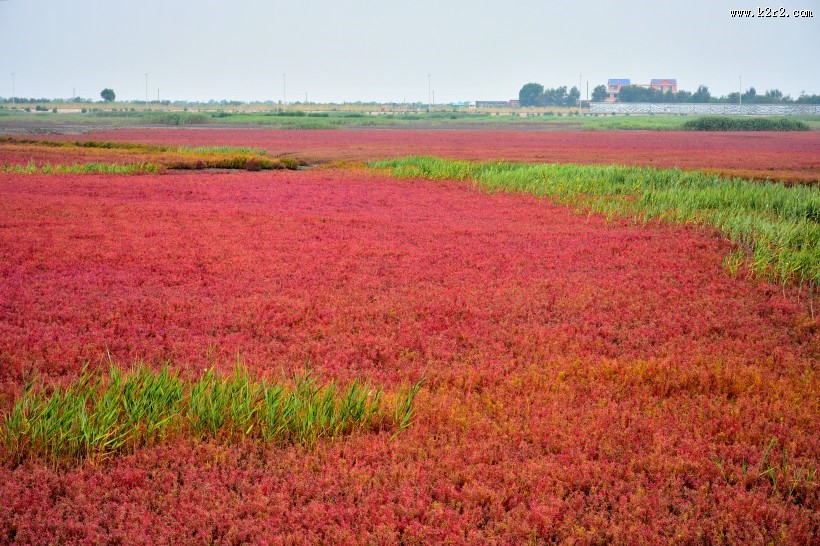 辽宁盘锦红海滩风景图片