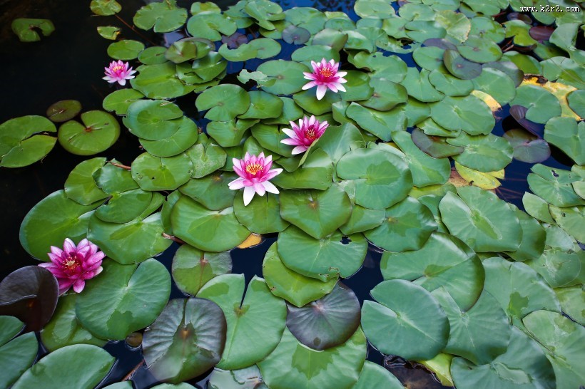 云南普者黑风景图片