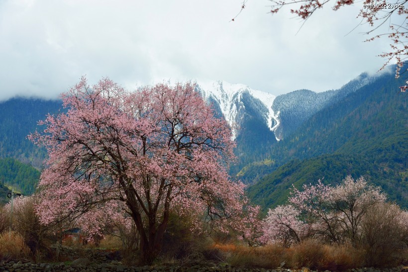 西藏林芝桃花风景图片大全