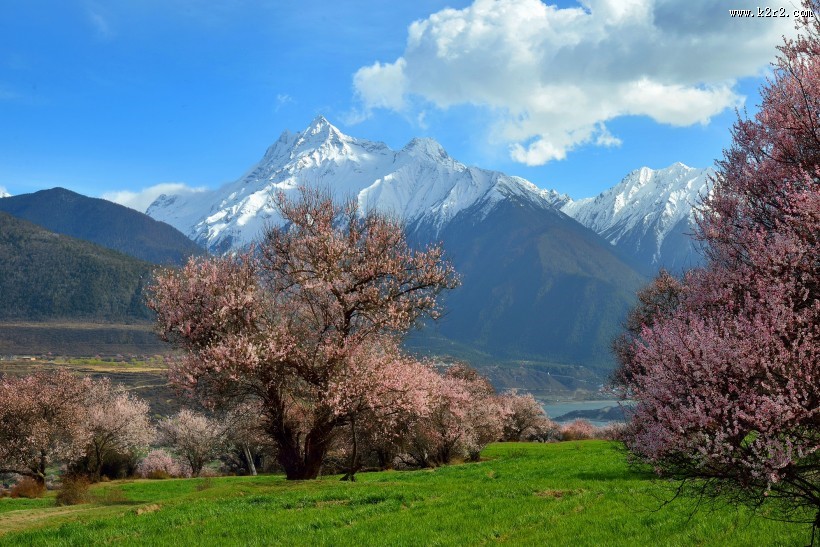 西藏林芝桃花风景图片大全